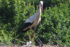SAMSUNG DIGITAL CAMERA