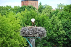 ING_3723