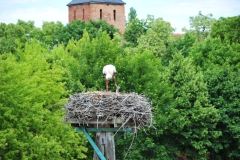ING_3724
