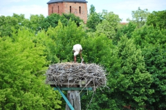 ING_3725