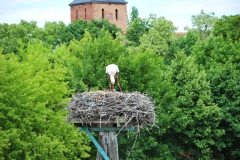 ING_3726