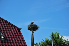 ING_8003