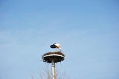 ING_0790