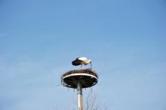 ING_0797