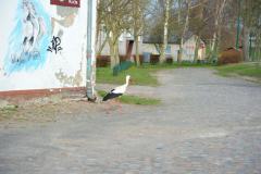 ING_0810